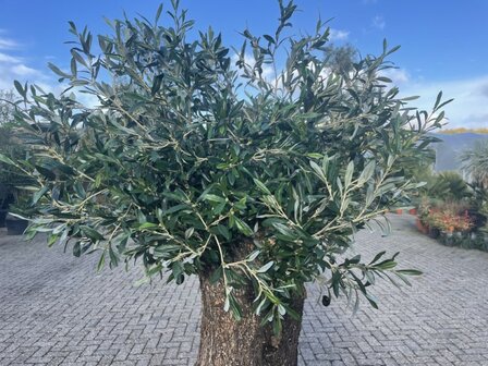 Olijfboom voor binnen 90 &aacute; 100 stamomtrek