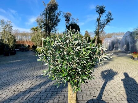 Olijfboom voor binnen 25 á 30 stamomtrek