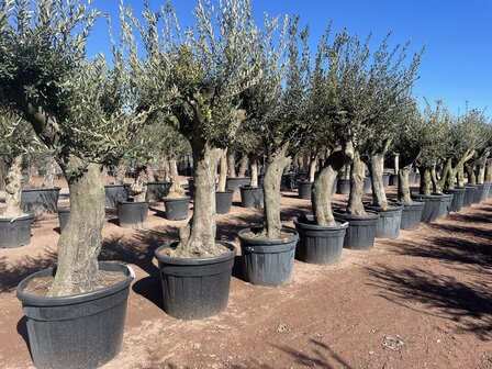 Olea europaea 40 á 60 cm stamomtrek - Verdial