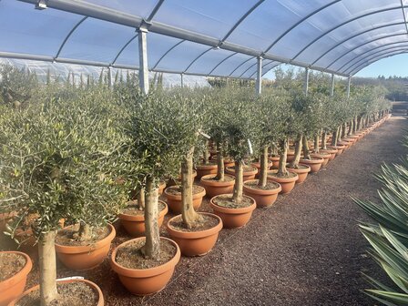 Olea europaea 20 &aacute; 30 cm stamomtrek decoschaal