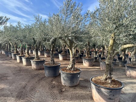 Olijfboom (Olea europaea) Hojiblanca 50 &aacute; 60 cm stamomtrek