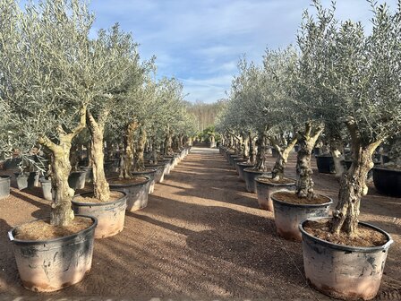 Olijfboom (Olea europaea) Hojiblanca 50 &aacute; 60 cm stamomtrek