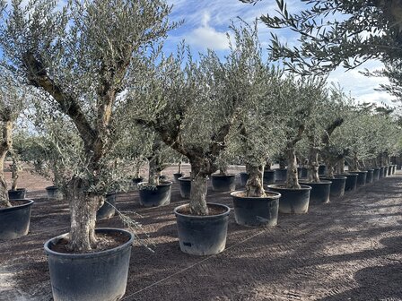 Olea europaea 60 &aacute; 80 cm stamomtrek - Verdial