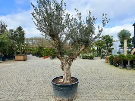 Olea europaea 60 &aacute; 80 cm stamomtrek - Verdial