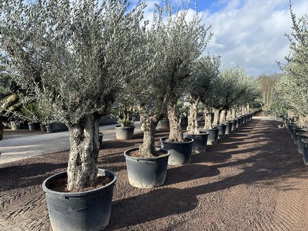 Olea europaea 60 &aacute; 80 cm stamomtrek - Verdial