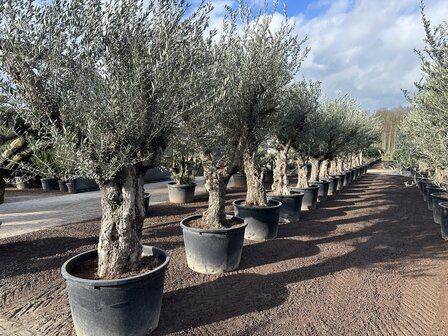 Olea europaea 60 &aacute; 80 cm stamomtrek - Verdial