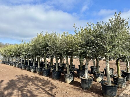 Olea europaea (Arbequina) 30 &aacute; 40 cm stamomtrek