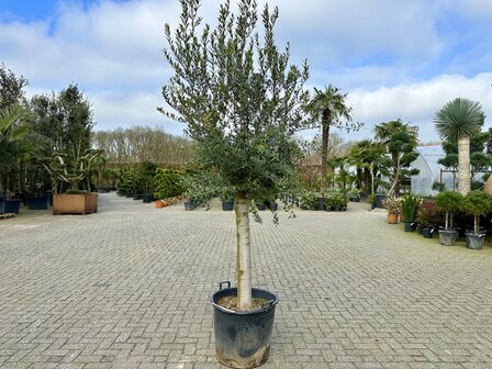 Olea europaea (Arbequina) 30 &aacute; 40 cm stamomtrek