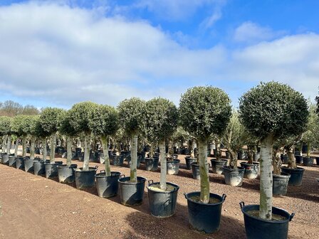 Olea europaea 30 &aacute; 40 cm stamomtrek bol kroon