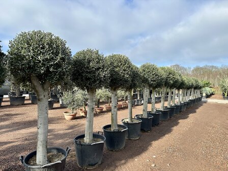 Olea europaea 30 &aacute; 40 cm stamomtrek bol kroon