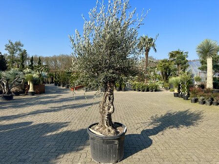 Olijfboom bonsai 60 &aacute; 80 cm stamomtrek