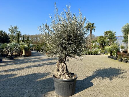 Olijfboom bonsai 80 &aacute; 100 cm stamomtrek