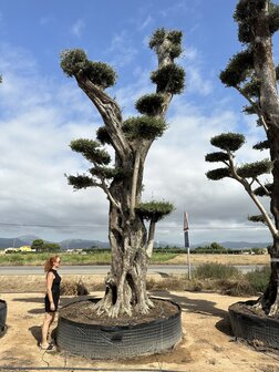 Olijfboom (mega bonsai) mega 5-8 meter hoog
