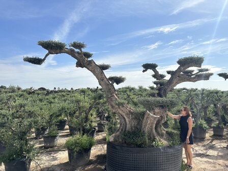 Olijfboom (Olea) macro bonsai