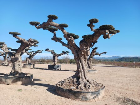 Olijfboom (Olea) macro bonsai