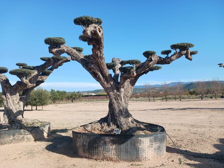 Olijfboom (Olea) macro bonsai