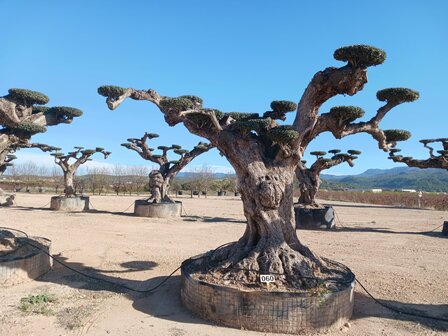 Olijfboom (Olea) macro bonsai