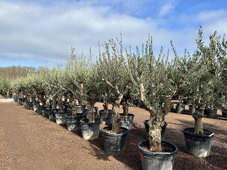 Olea europaea (Hojiblanca) 40 &aacute; 50 cm stamomtrek