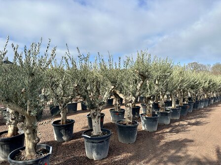 Olea europaea (Hojiblanca) 40 &aacute; 50 cm stamomtrek