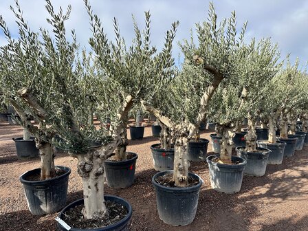 Olea europaea (Hojiblanca) 40 &aacute; 50 cm stamomtrek