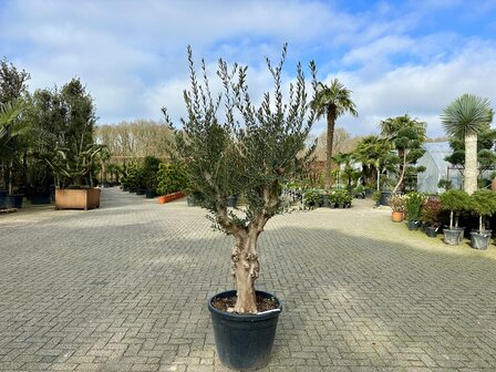 Olea europaea (Hojiblanca) 40 &aacute; 50 cm stamomtrek