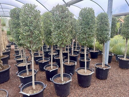 Olea europaea 10 &aacute; 12 cm stamomtrek cilinder kroon