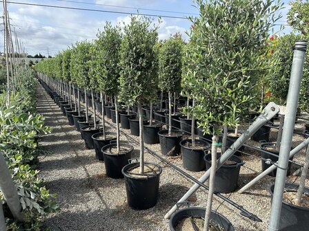 Olea europaea 10 &aacute; 12 cm stamomtrek cilinder kroon