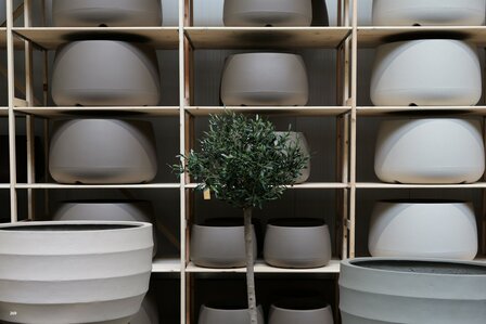 kunstolijfboom nr 269 kroon