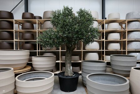 kunstolijfboom nr 303