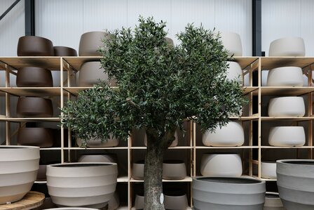 kunstolijfboom nr 303 kroon