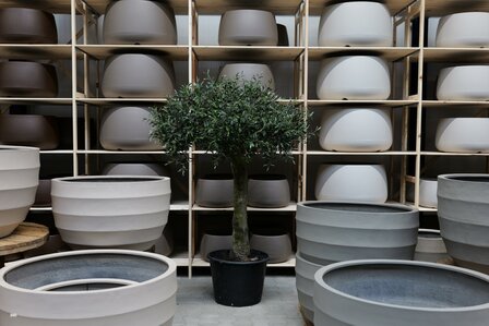 kunstolijfboom nr 300