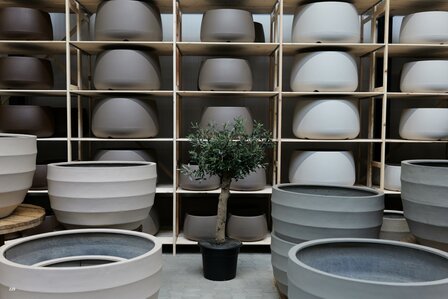 kunstolijfboom nr 229