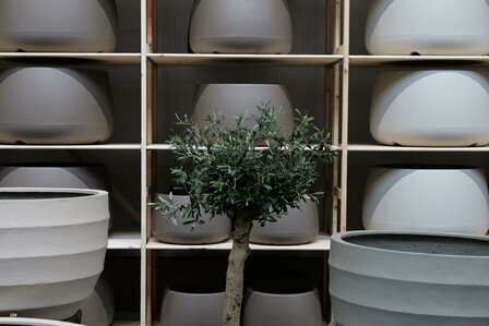 kunstolijfboom nr 229 kroon