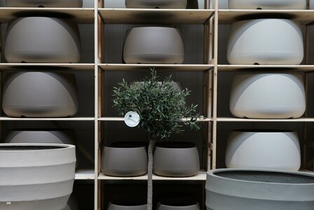 kunstolijfboom nr 268 kroon