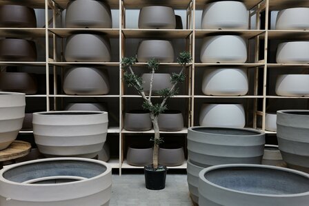 kunstolijfboom nr 277