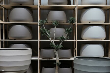 kunstolijfboom nr 277 kroon