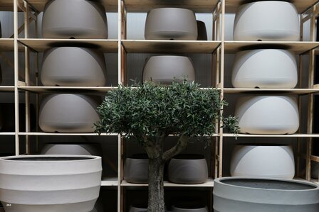 kunstolijfboom nr 263 kroon