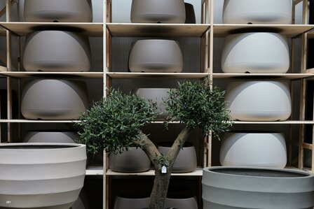 kunstolijfboom nr 261 kroon