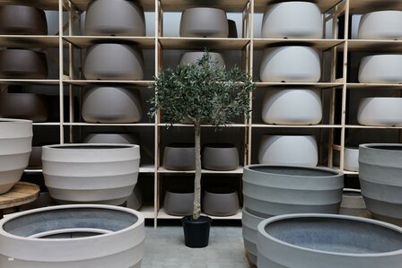 kunstolijfboom nr 305