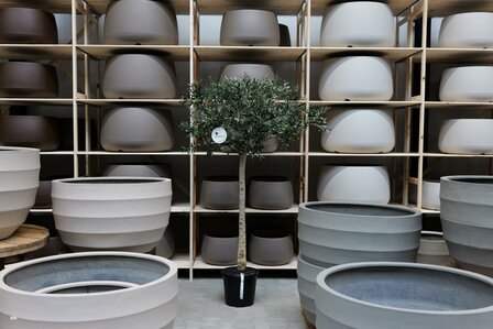 kunstolijfboom nr 304