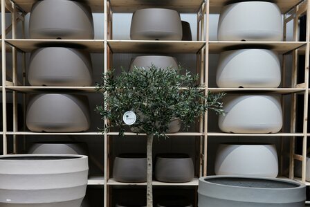 kunstolijfboom nr 304 kroon