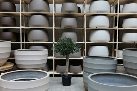 kunst olijfboom nr 307