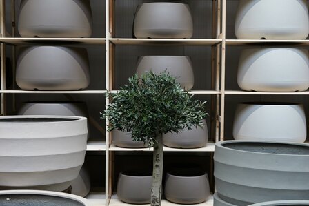 kunst olijfboom nr 307 kroon