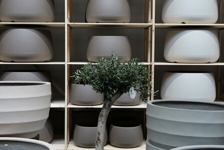 kunst olijfboom nr 258 kroon