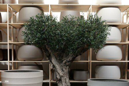 Olijfboom voor binnen +/- 110 cm stamomtrek