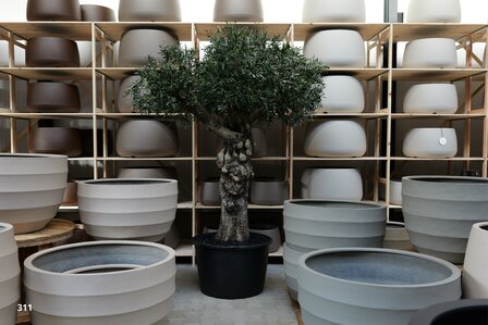 Olijfboom voor binnen +/- 100 cm stamomtrek