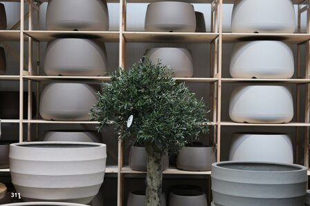 kunstolijfboom 313 kroon