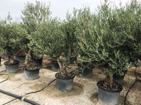 Olea europaea 40 á 50 cm stamomtrek