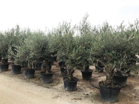 Olea europaea (Hojiblanca) 50 á 60 cm stamomtrek