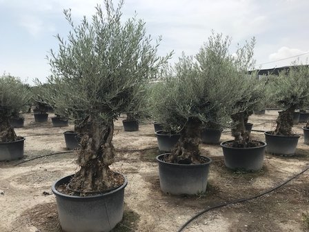 Olijfboom bonsai 80 á 100 cm stamomtrek